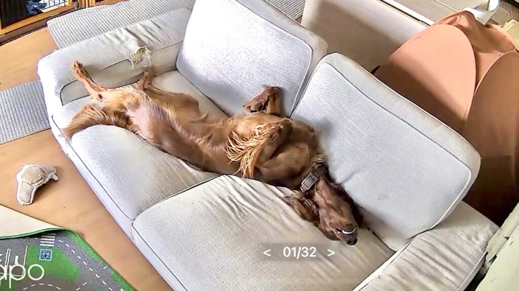 大型犬のBECKがお留守番中にのびのびと落ち着いている様子