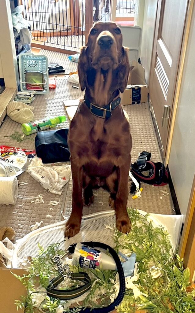 大型犬のUTAがお留守番中に部屋を荒らした犯行現場の写真